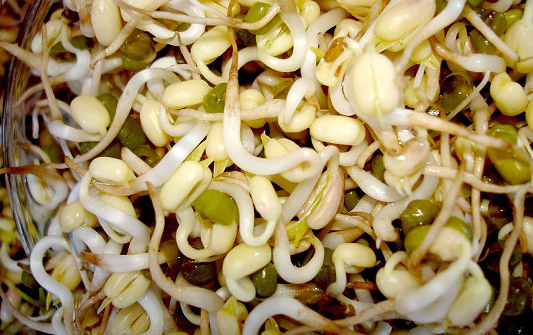 health benefits of bean sprouts