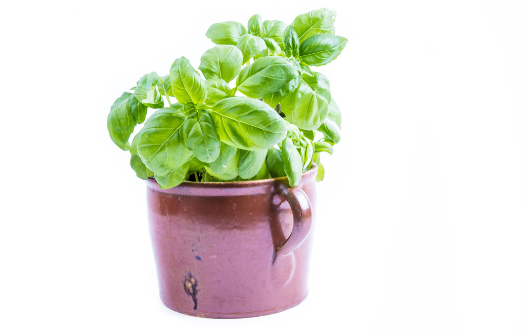 Basil - Complete Information Including Health Benefits, Selection Guide ...