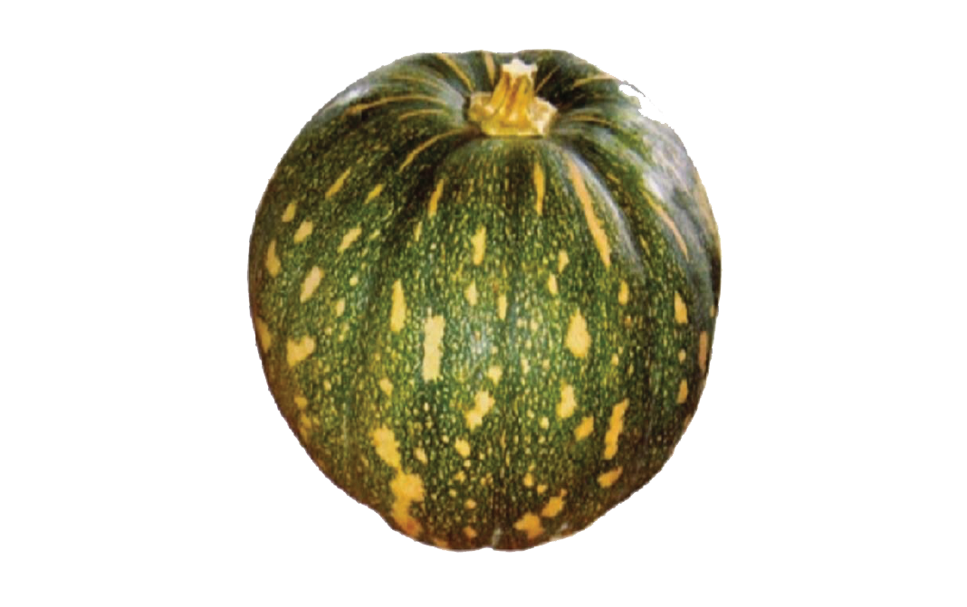 Ash Gourd (Pumpkin) - Complete Information Including ...